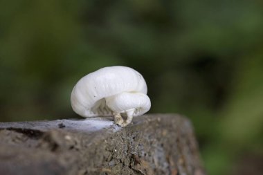 Oudemansiella mucida, commonly known as porcelain fungus, is a basidiomycete fungus of the family Physalacriaceae and native to Europe clipart