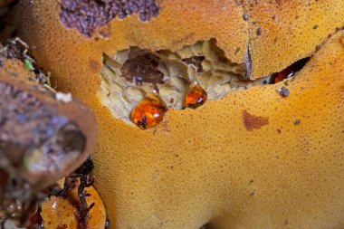 Bağırsak deşme işlemi sırasında fistulina hepatikası