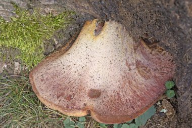 Fistulina hepatikası (İngilizce: Fistulina hepatica), genellikle sığır eti mantarı, biftek, öküz dili ya da dil mantarı olarak bilinir.
