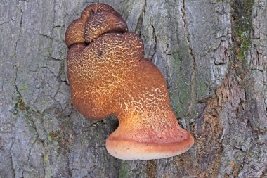 Fistulina hepatica, commonly known as the beefsteak fungus, poor mans steak, ox tongue, or tongue mushroom, is an unusual bracket fungus classified in the Agaricales, that is commonly seen in  Europe clipart