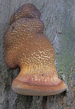 Fistulina hepatikası (İngilizce: Fistulina hepatica), genellikle sığır eti mantarı, biftek, öküz dili ya da dil mantarı olarak bilinir.