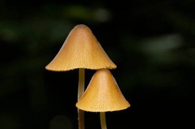 Conocybe tenera (İngilizce: Conocybe tenera), Conocybe cinsinin yaygın olarak kullanılan bir üyesidir. Bu mantar Conocybe cinsi için bir tür..