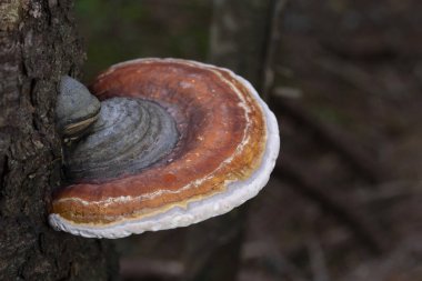 Fomitopsis pinicola, yumuşak ahşap ve parke ağaçlarında yaygın olarak rastlanan bir kök çürüme mantarıdır. Kıvrımları (meyve gövdesi) kırmızı kemerli conk olarak bilinir. Bu tür Orta Avrupa ve Asya 'da yaygındır..