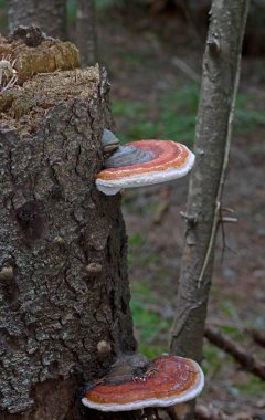 Fomitopsis pinicola, yumuşak ahşap ve parke ağaçlarında yaygın olarak rastlanan bir kök çürüme mantarıdır. Kıvrımları (meyve gövdesi) kırmızı kemerli conk olarak bilinir. Bu tür Orta Avrupa ve Asya 'da yaygındır..