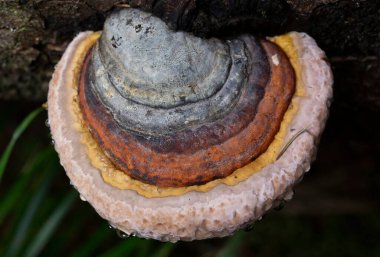 Fomitopsis pinicola, yumuşak ahşap ve parke ağaçlarında yaygın olarak rastlanan bir kök çürüme mantarıdır. Kıvrımları (meyve gövdesi) kırmızı kemerli conk olarak bilinir. Bu tür Orta Avrupa ve Asya 'da yaygındır..