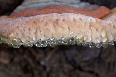 Fomitopsis pinicola. Bu mantarın üzerindeki damlacıklar ya da nem bağırsak yırtılması olarak bilinir. Bu aslında hızla büyüyen meyve veren vücut tarafından üretilen mantar teridir..