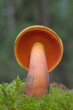 Neoboletus praestigiator, keplerinin altında sünger benzeri bir katman bulunan mantarlarla tanınan bir ailenin parçasıdır.