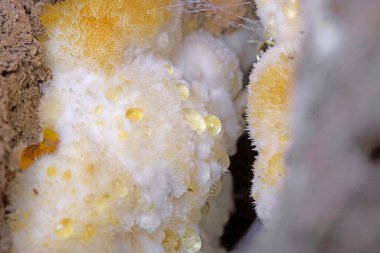 Postia ptychogaster, Fomitopsidaceae familyasından bir mantar türüdür. Avrupa 'da bulunan mantar tozu, ağaç kütükleri ve kozalaklı ağaç kütüklerinin üzerindeki meyveleri andırır.