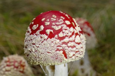 Amanita muscaria meşhurdur, büyüleyici ve son derece zehirlidir. Fly Akaric 'in beyaz benekli ve beyaz solungaçlı parlak kırmızı bir şapkası var. Çapı 20 cm, boyu 30 cm olabilir ve nefis bir kokusu vardır..