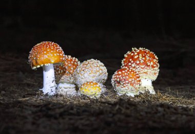 Amanita muscaria meşhurdur, büyüleyici ve son derece zehirlidir. Fly Akaric 'in beyaz benekli ve beyaz solungaçlı parlak kırmızı bir şapkası var. Çapı 20 cm, boyu 30 cm olabilir ve nefis bir kokusu vardır..