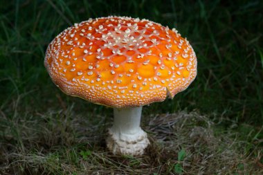 Amanita muscaria meşhurdur, büyüleyici ve son derece zehirlidir. Fly Akaric 'in beyaz benekli ve beyaz solungaçlı parlak kırmızı bir şapkası var. Çapı 20 cm, boyu 30 cm olabilir ve nefis bir kokusu vardır..