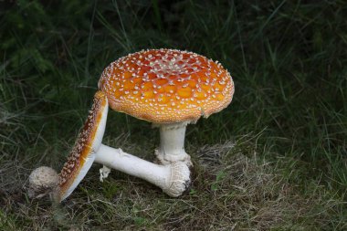 Amanita muscaria meşhurdur, büyüleyici ve son derece zehirlidir. Fly Akaric 'in beyaz benekli ve beyaz solungaçlı parlak kırmızı bir şapkası var. Çapı 20 cm, boyu 30 cm olabilir ve nefis bir kokusu vardır..