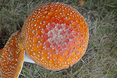 Amanita muscaria meşhurdur, büyüleyici ve son derece zehirlidir. Fly Akaric 'in beyaz benekli ve beyaz solungaçlı parlak kırmızı bir şapkası var. Çapı 20 cm, boyu 30 cm olabilir ve nefis bir kokusu vardır..