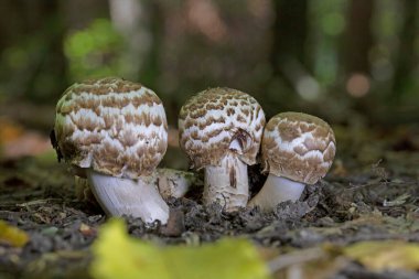 Agaricus bohusii - Medusas mantarı. Yaygın adını sergilediği büyüme alışkanlığından alan kırmızı lekeli bir Agaricus. Meyve kozalakları Medusas yılan tüylerine benzer.