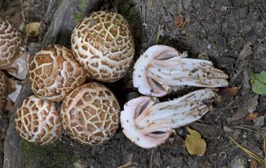 Agaricus bohusii - Medusas mantarı. Yaygın adını sergilediği büyüme alışkanlığından alan kırmızı lekeli bir Agaricus. Meyve kozalakları Medusas yılan tüylerine benzer.
