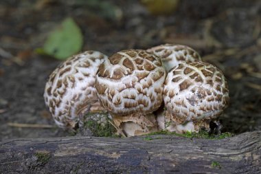 Agaricus bohusii - Medusas mantarı. Yaygın adını sergilediği büyüme alışkanlığından alan kırmızı lekeli bir Agaricus. Meyve kozalakları Medusas yılan tüylerine benzer.