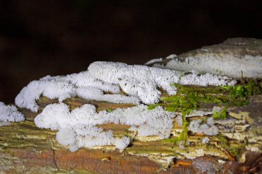 Mercan sümük kalıbı Ceratiomyxa fruticulosa, Romanya 'da özellikle şiddetli yağmurlardan sonra oldukça yaygın bir manzara..