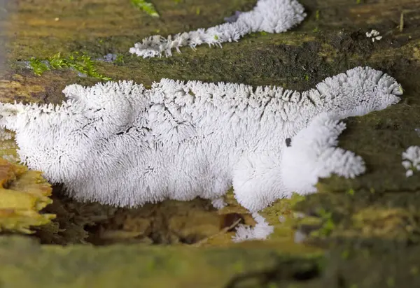 stock image Coral slime mold, Ceratiomyxa fruticulosa, is a fairly common sight in the Romania, especially after heavy rains.