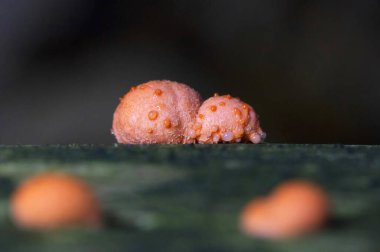 Lycogala epidendrum en yaygın ve iyi bilinen balçık kalıplarından biridir. Genellikle kurt sütü olarak bilinen kozmopolit bir miksogastrid amip türüdür ve sıklıkla mantar ile karıştırılır.