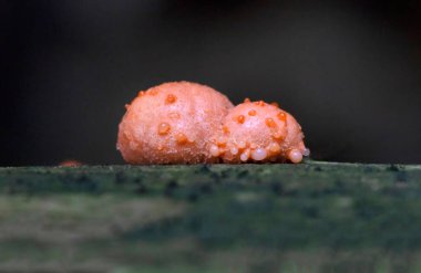 Lycogala epidendrum en yaygın ve iyi bilinen balçık kalıplarından biridir. Genellikle kurt sütü olarak bilinen kozmopolit bir miksogastrid amip türüdür ve sıklıkla mantar ile karıştırılır.