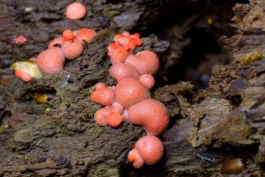 Lycogala epidendrum en yaygın ve iyi bilinen balçık kalıplarından biridir. Genellikle kurt sütü olarak bilinen kozmopolit bir miksogastrid amip türüdür ve sıklıkla mantar ile karıştırılır.