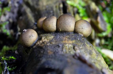 Lycogala epidendrum is one of the most widely distributed and well-known slime molds. Commonly known as wolf's milk is a cosmopolitan species of myxogastrid amoeba which is often mistaken for a fungus clipart