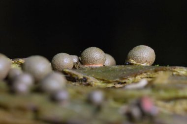 Lycogala epidendrum en yaygın ve iyi bilinen balçık kalıplarından biridir. Genellikle kurt sütü olarak bilinen kozmopolit bir miksogastrid amip türüdür ve sıklıkla mantar ile karıştırılır.