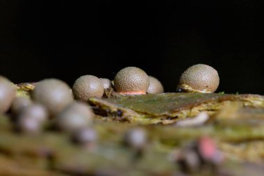 Lycogala epidendrum is one of the most widely distributed and well-known slime molds. Commonly known as wolf's milk is a cosmopolitan species of myxogastrid amoeba which is often mistaken for a fungus clipart