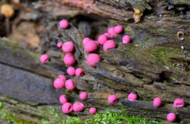 Lycogala epidendrum en yaygın ve iyi bilinen balçık kalıplarından biridir. Genellikle kurt sütü olarak bilinen kozmopolit bir miksogastrid amip türüdür ve sıklıkla mantar ile karıştırılır.