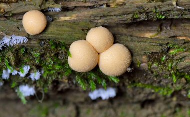 Lycogala epidendrum en yaygın ve iyi bilinen balçık kalıplarından biridir. Genellikle kurt sütü olarak bilinen kozmopolit bir miksogastrid amip türüdür ve sıklıkla mantar ile karıştırılır.