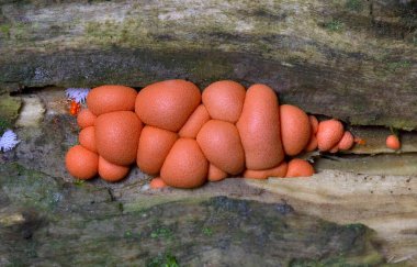 Lycogala epidendrum en yaygın ve iyi bilinen balçık kalıplarından biridir. Genellikle kurt sütü olarak bilinen kozmopolit bir miksogastrid amip türüdür ve sıklıkla mantar ile karıştırılır.