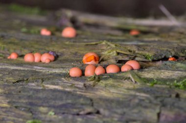 Lycogala epidendrum en yaygın ve iyi bilinen balçık kalıplarından biridir. Genellikle kurt sütü olarak bilinen kozmopolit bir miksogastrid amip türüdür ve sıklıkla mantar ile karıştırılır.