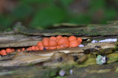 Lycogala epidendrum en yaygın ve iyi bilinen balçık kalıplarından biridir. Genellikle kurt sütü olarak bilinen kozmopolit bir miksogastrid amip türüdür ve sıklıkla mantar ile karıştırılır.