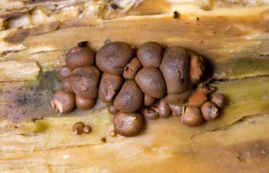 Lycogala epidendrum en yaygın ve iyi bilinen balçık kalıplarından biridir. Genellikle kurt sütü olarak bilinen kozmopolit bir miksogastrid amip türüdür ve sıklıkla mantar ile karıştırılır.