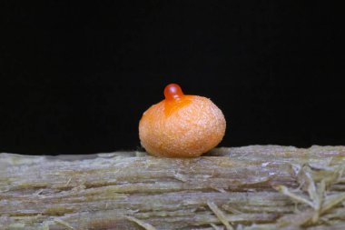 Lycogala epidendrum en yaygın ve iyi bilinen balçık kalıplarından biridir. Genellikle kurt sütü olarak bilinen kozmopolit bir miksogastrid amip türüdür ve sıklıkla mantar ile karıştırılır.