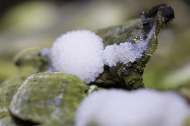 Stemonitis fusca is a species of slime mold. It fruits in clusters on dead wood and has distinctive tall brown sporangia supported on slender stalks with a total height of approximately 620 mm tall. clipart