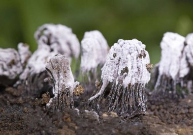 Stemonitis fusca, balçık küfünün bir türüdür. Ölü ahşap üzerinde kümeler halinde meyveler ve yaklaşık 620 mm uzunluğunda ince sapları destekleyen ayırt edici uzun kahverengi spor dalları vardır..