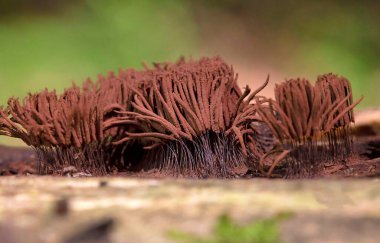 Stemonitis fusca is a species of slime mold. It fruits in clusters on dead wood and has distinctive tall brown sporangia supported on slender stalks with a total height of approximately 620 mm tall. clipart