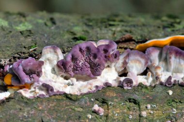 Gümüş yaprak, mantar bitkisi olan Chondrostereum purpureum 'un neden olduğu bir mantar hastalığıdır. Gül familyasının çoğu türüne saldırır, özellikle Prunus cinsine.