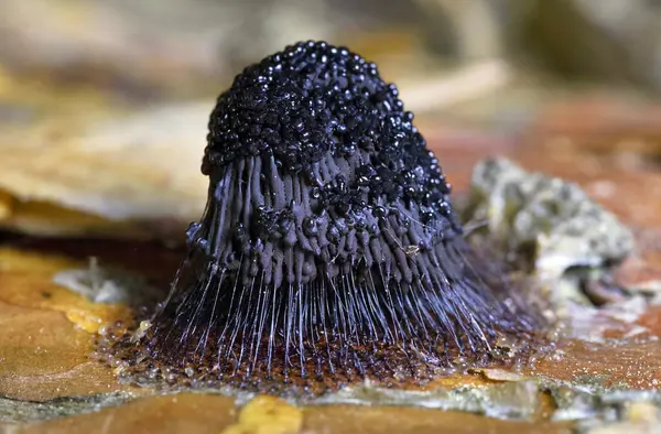 stock image Stemonitis fusca is a species of slime mold. It fruits in clusters on dead wood and has distinctive tall brown sporangia supported on slender stalks with a total height of approximately 620 mm tall.