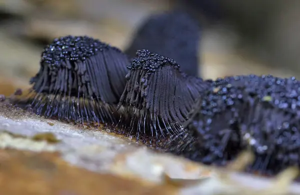 stock image Stemonitis fusca is a species of slime mold. It fruits in clusters on dead wood and has distinctive tall brown sporangia supported on slender stalks with a total height of approximately 620 mm tall.