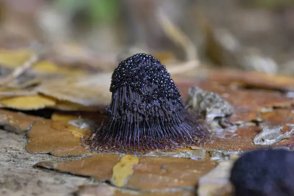 stock image Stemonitis fusca is a species of slime mold. It fruits in clusters on dead wood and has distinctive tall brown sporangia supported on slender stalks with a total height of approximately 620 mm tall.