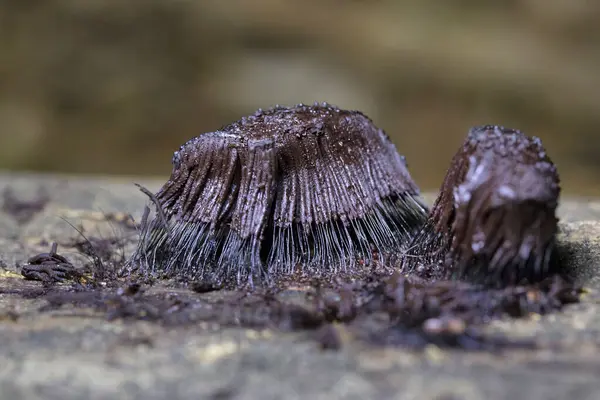 stock image Stemonitis fusca is a species of slime mold. It fruits in clusters on dead wood and has distinctive tall brown sporangia supported on slender stalks with a total height of approximately 620 mm tall.