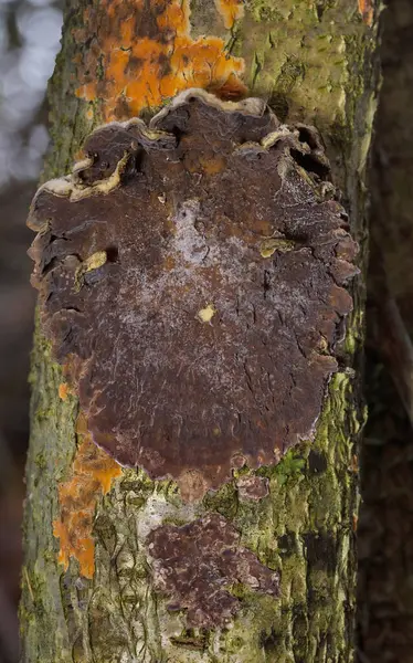 stock image Silver leaf is a fungal disease of trees caused by the fungal plant pathogen Chondrostereum purpureum. It attacks most species of the rose family Rosaceae, particularly the genus Prunus