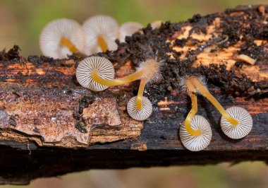 Mycena renati, Mycenaceae familyasından bir mantar türüdür. Kapak başlangıçta konik ya da paraboliktir, ancak dışbükey olmak için biraz olgunlaşır ve tipik olarak 3.2 cm boyutlara ulaşır..
