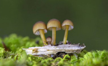 Mycena renati, Mycenaceae familyasından bir mantar türüdür. Kapak başlangıçta konik ya da paraboliktir, ancak dışbükey olmak için biraz olgunlaşır ve tipik olarak 3.2 cm boyutlara ulaşır..