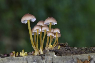 Mycena renati, Mycenaceae familyasından bir mantar türüdür. Kapak başlangıçta konik ya da paraboliktir, ancak dışbükey olmak için biraz olgunlaşır ve tipik olarak 3.2 cm boyutlara ulaşır..