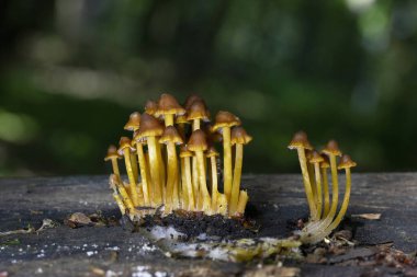 Mycena renati, Mycenaceae familyasından bir mantar türüdür. Kapak başlangıçta konik ya da paraboliktir, ancak dışbükey olmak için biraz olgunlaşır ve tipik olarak 3.2 cm boyutlara ulaşır..