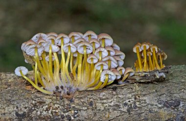 Mycena renati, commonly known as the beautiful bonnet is a species of mushroom in the Mycenaceae family. The cap is initially conic or parabolic, but expands somewhat in maturity to become convex, and typically reaches dimensions of up to 3.2 cm. clipart