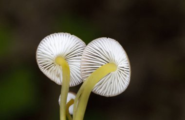 Mycena renati, Mycenaceae familyasından bir mantar türüdür. Kapak başlangıçta konik ya da paraboliktir, ancak dışbükey olmak için biraz olgunlaşır ve tipik olarak 3.2 cm boyutlara ulaşır..